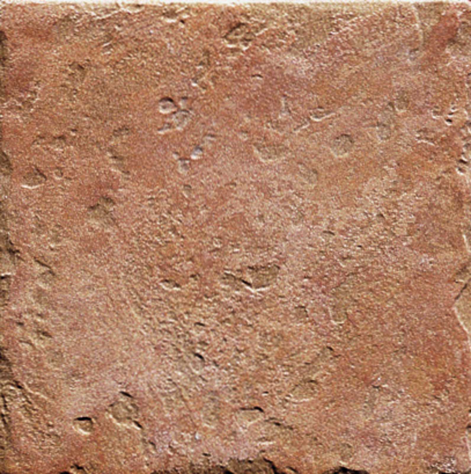 ragno emilia 0l40.jpg