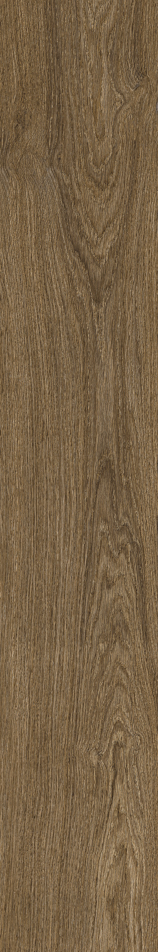 ragno ossimori r9tk.jpg