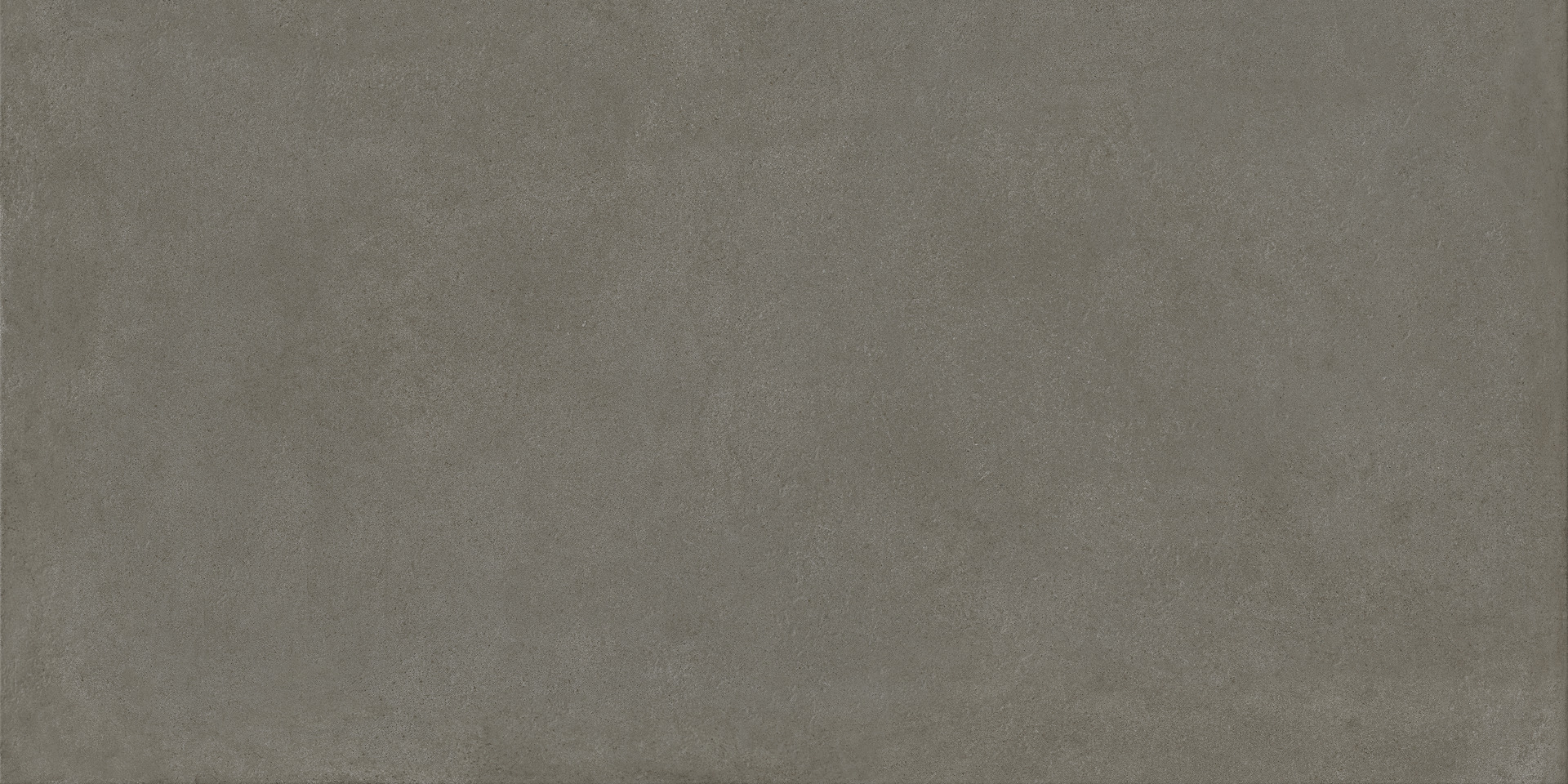 ragno solida rdef.jpg